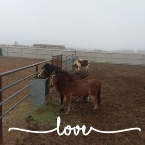 Meet your Posher, Ernesto